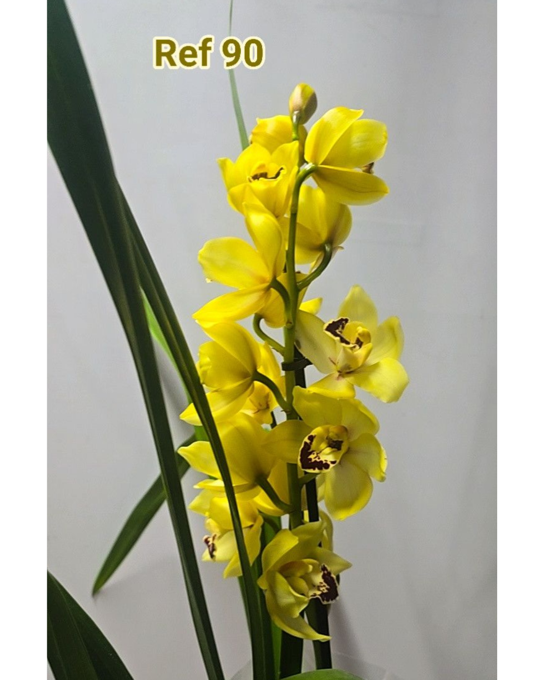 Design sem nome - 2025-12-12T162604.640