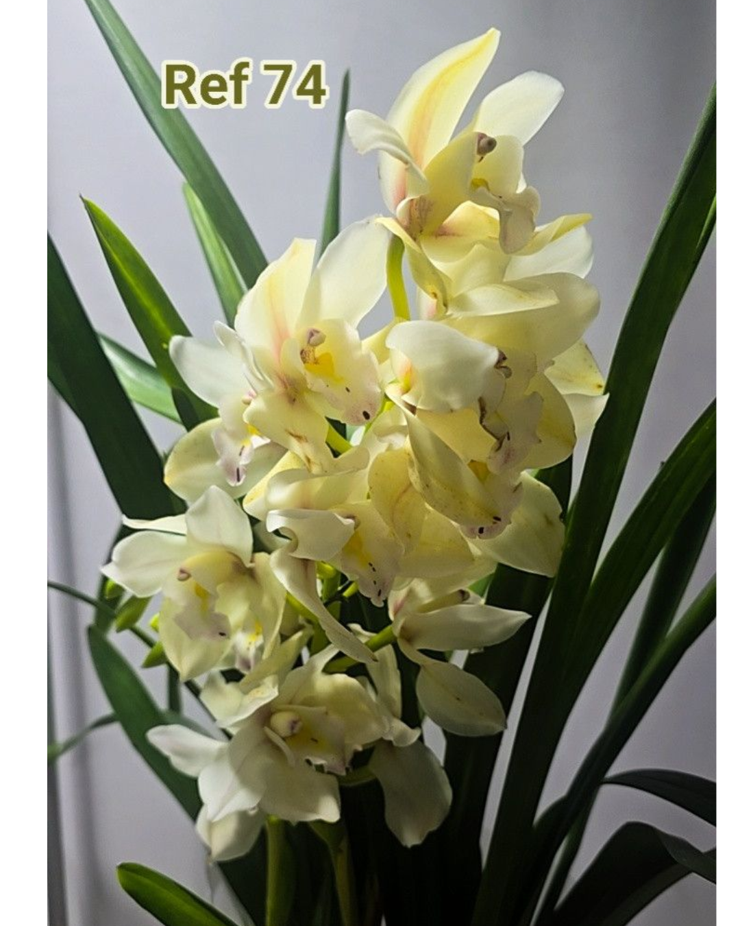 Design sem nome - 2025-12-12T163429.781