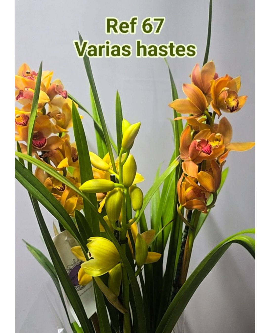 Design sem nome - 2025-12-12T164941.051