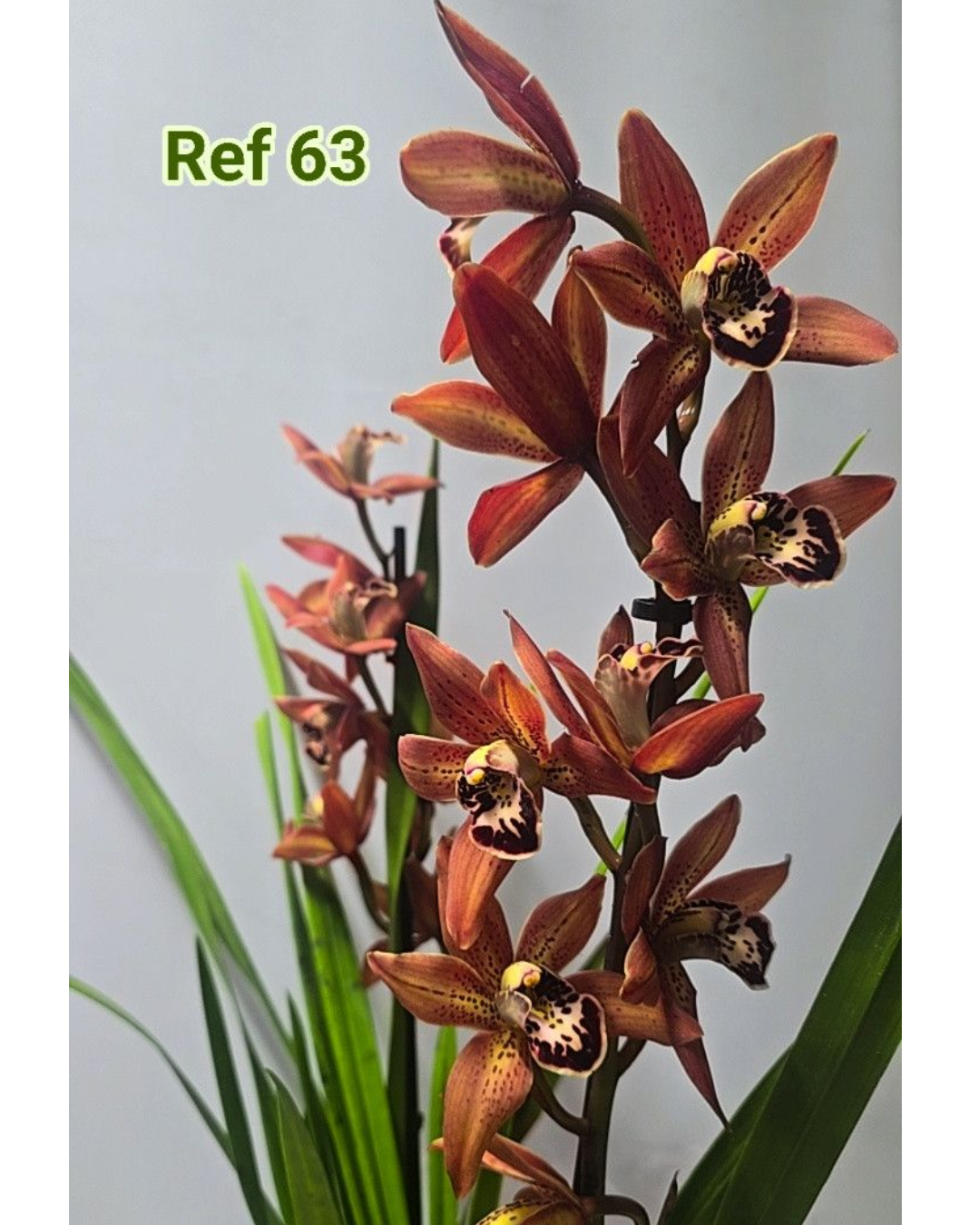 Design sem nome - 2025-12-12T165343.588