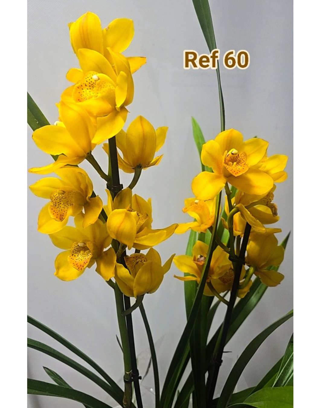 Design sem nome - 2025-12-12T165936.887