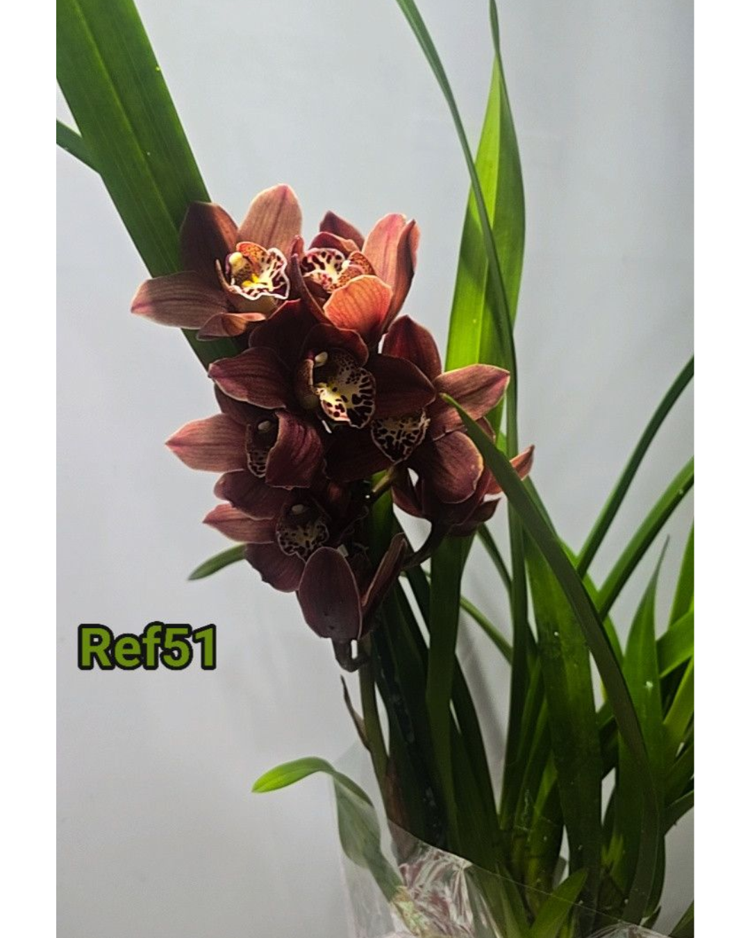 Design sem nome - 2025-12-12T171129.410