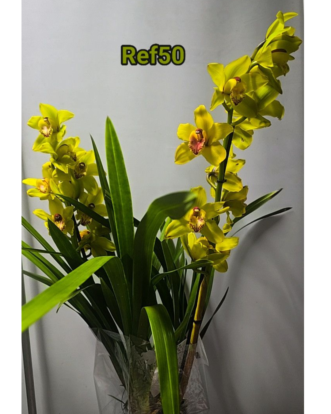 Design sem nome - 2025-12-12T171412.559