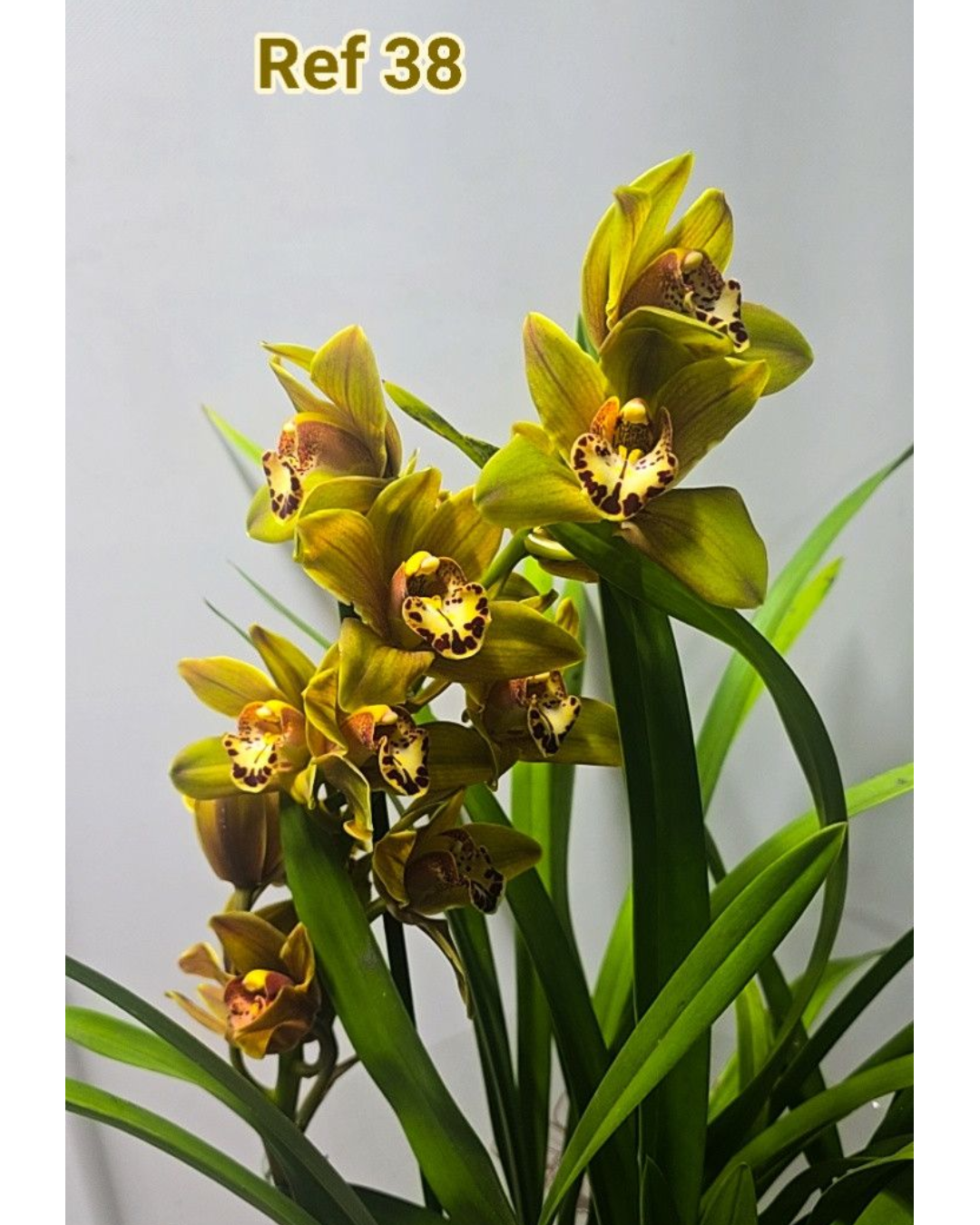 Design sem nome - 2025-12-12T173146.576