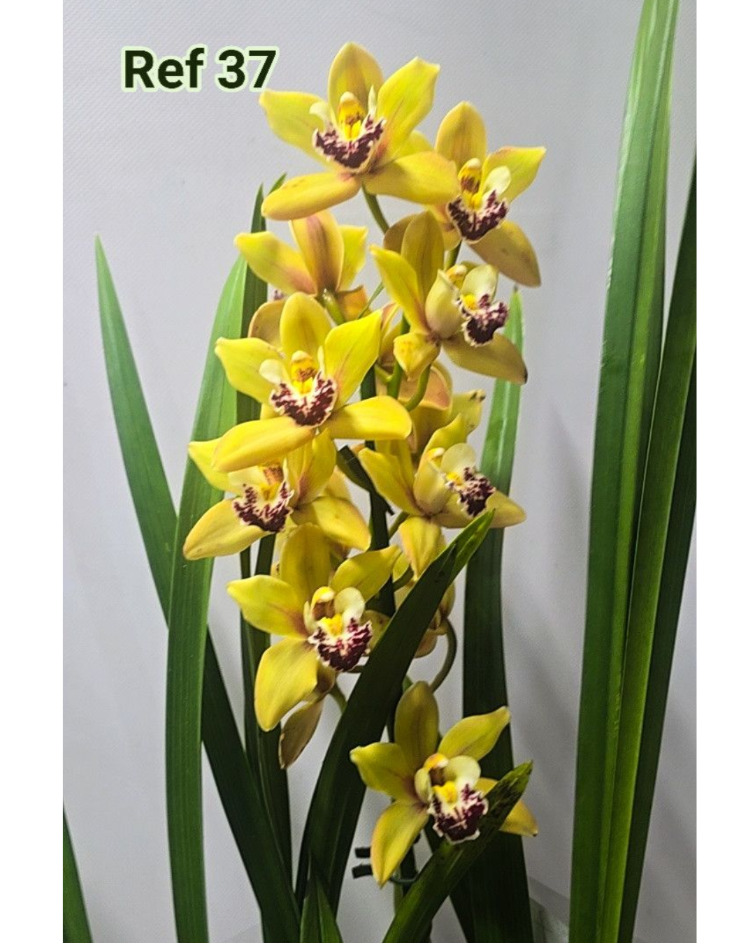 Design sem nome - 2025-12-12T173259.658