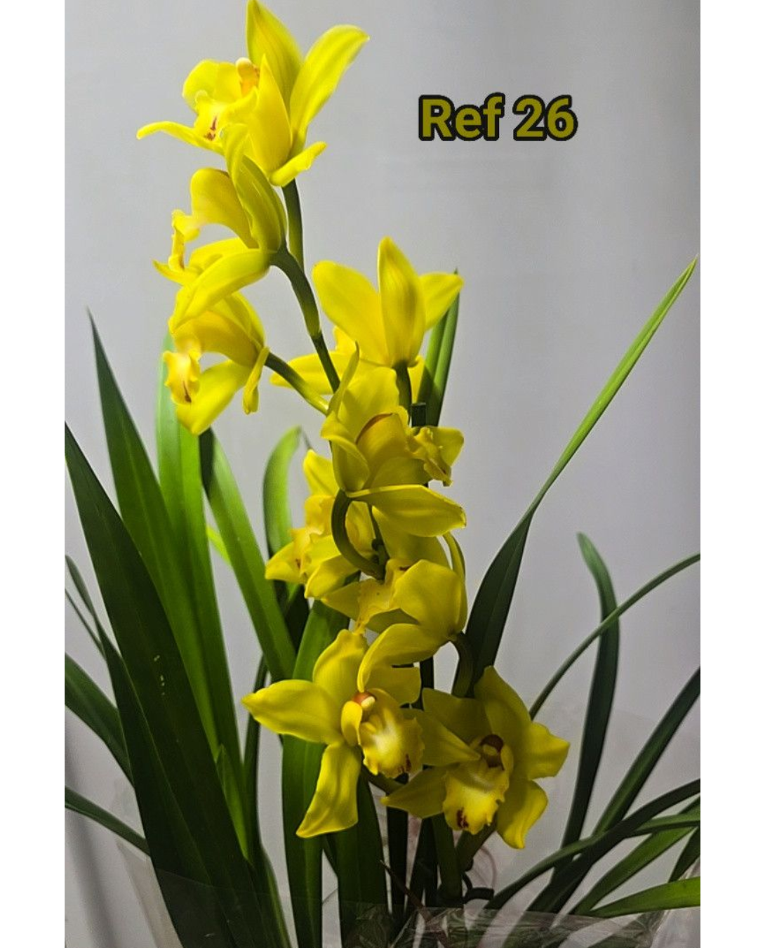 Design sem nome - 2025-12-12T175454.001