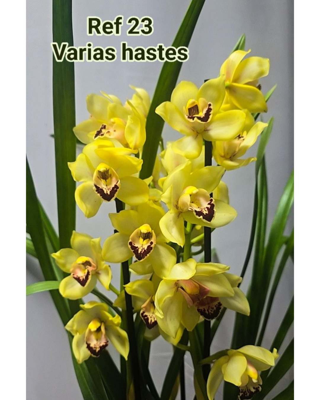 Design sem nome - 2025-12-12T175800.539