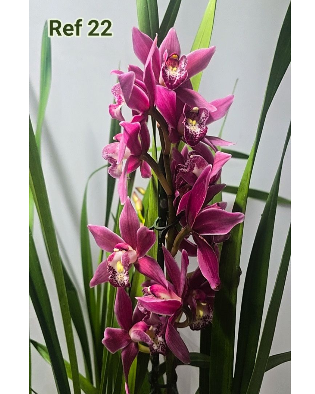 Design sem nome - 2025-12-12T175945.552