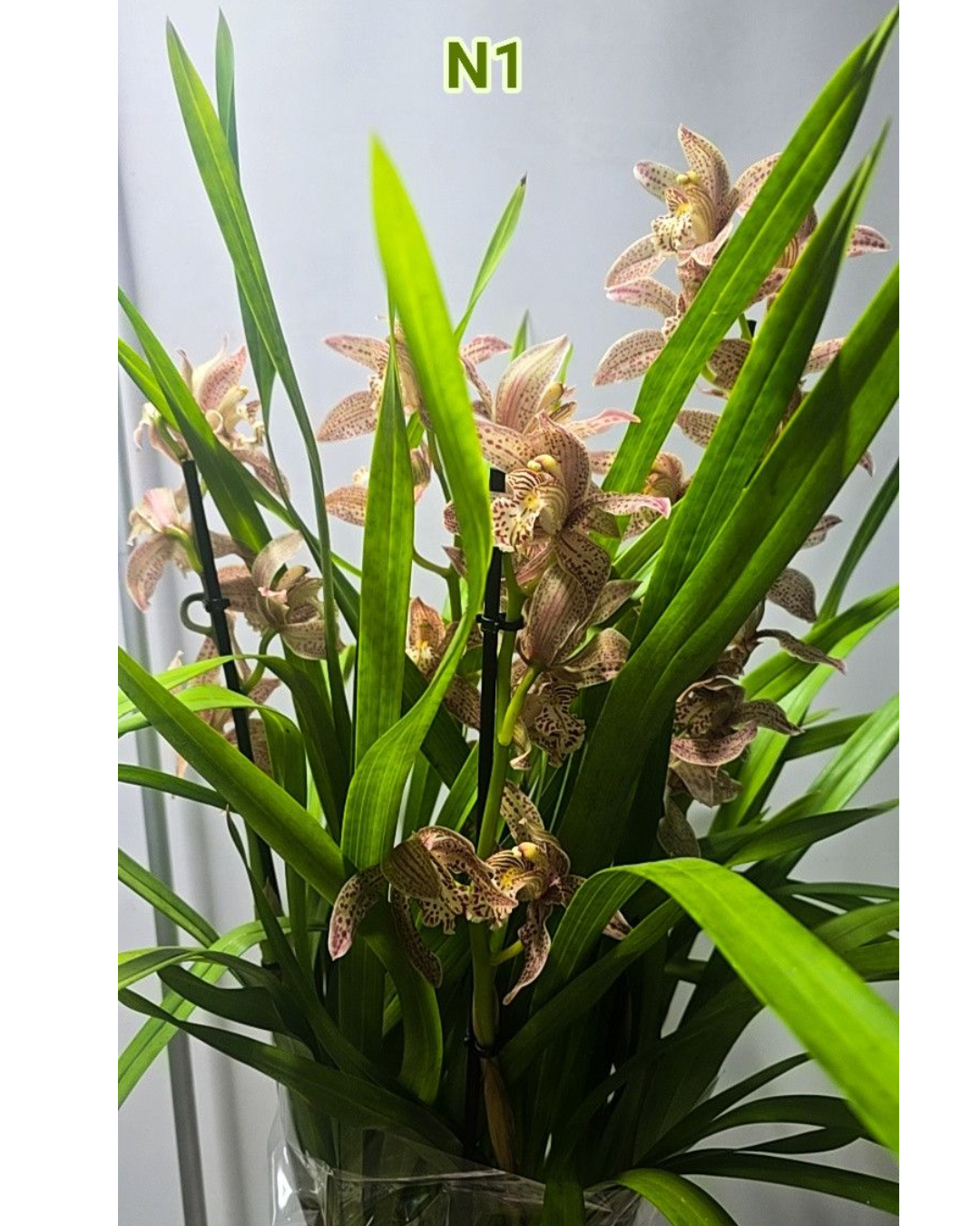 Design sem nome - 2025-12-12T180214.795