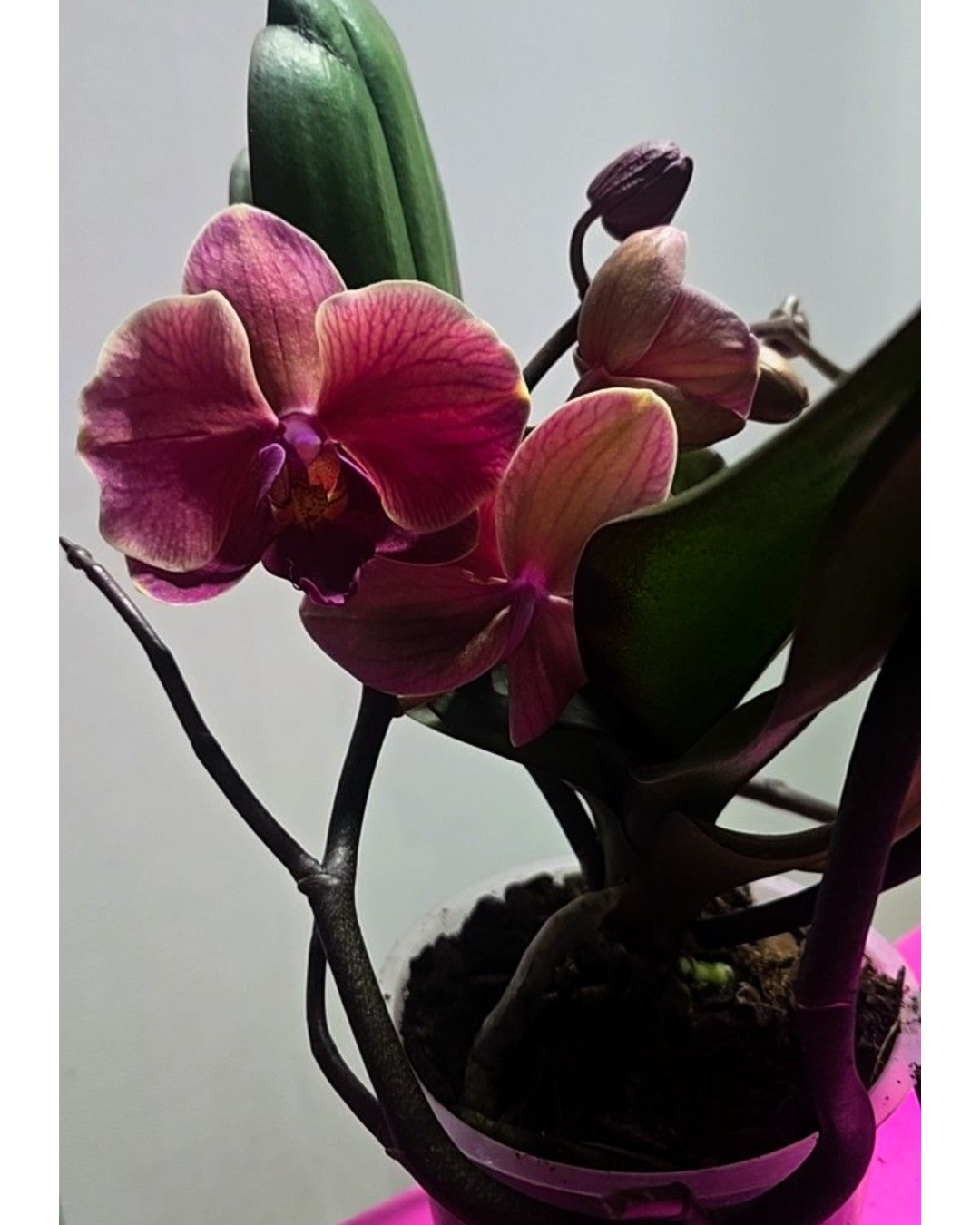 Design sem nome - 2026-01-06T173932.313