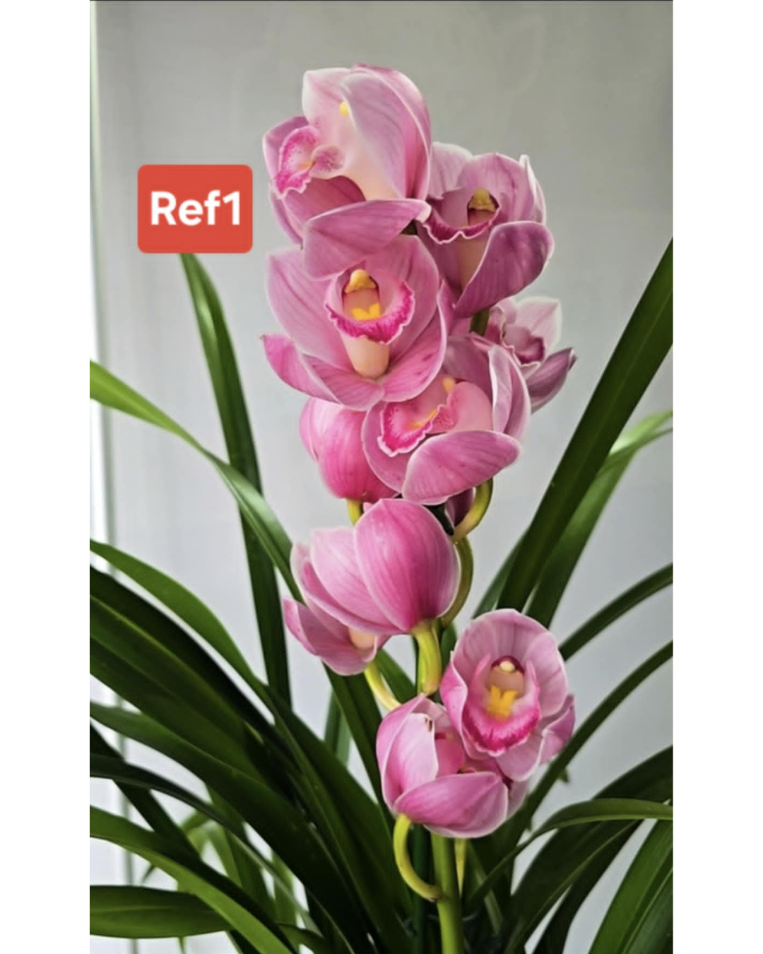 Design sem nome - 2026-02-03T155631.638