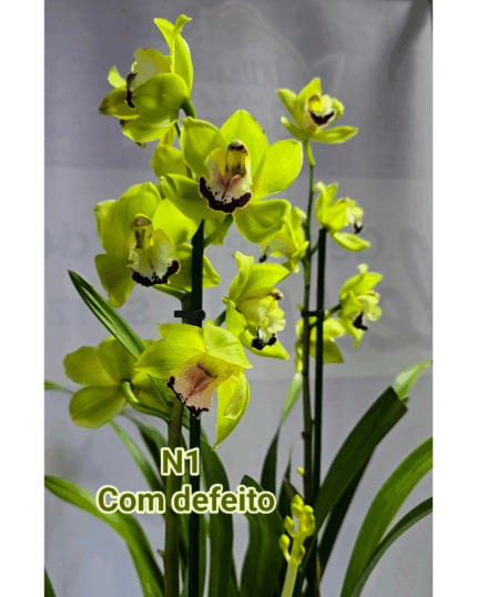 Cymbidium n 1 apto para interior  -pode maturar 50% desconto