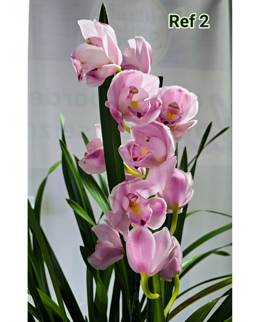 Design sem nome - 2026-02-12T124259.577