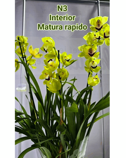 Cymbidium n 3