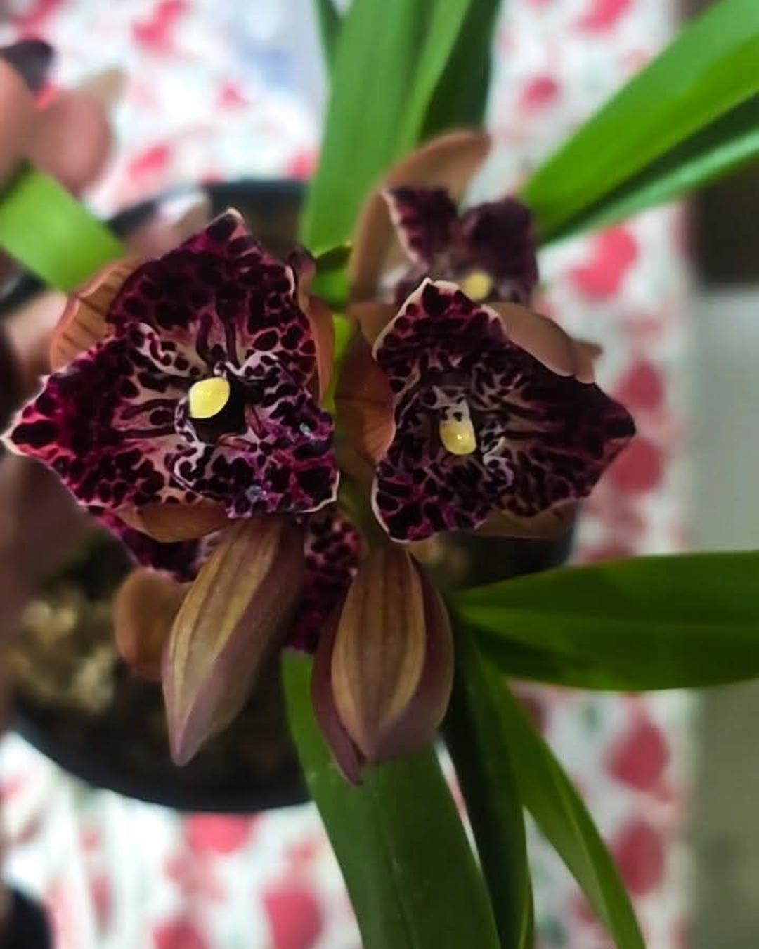 Design sem nome - 2026-02-13T130506.358