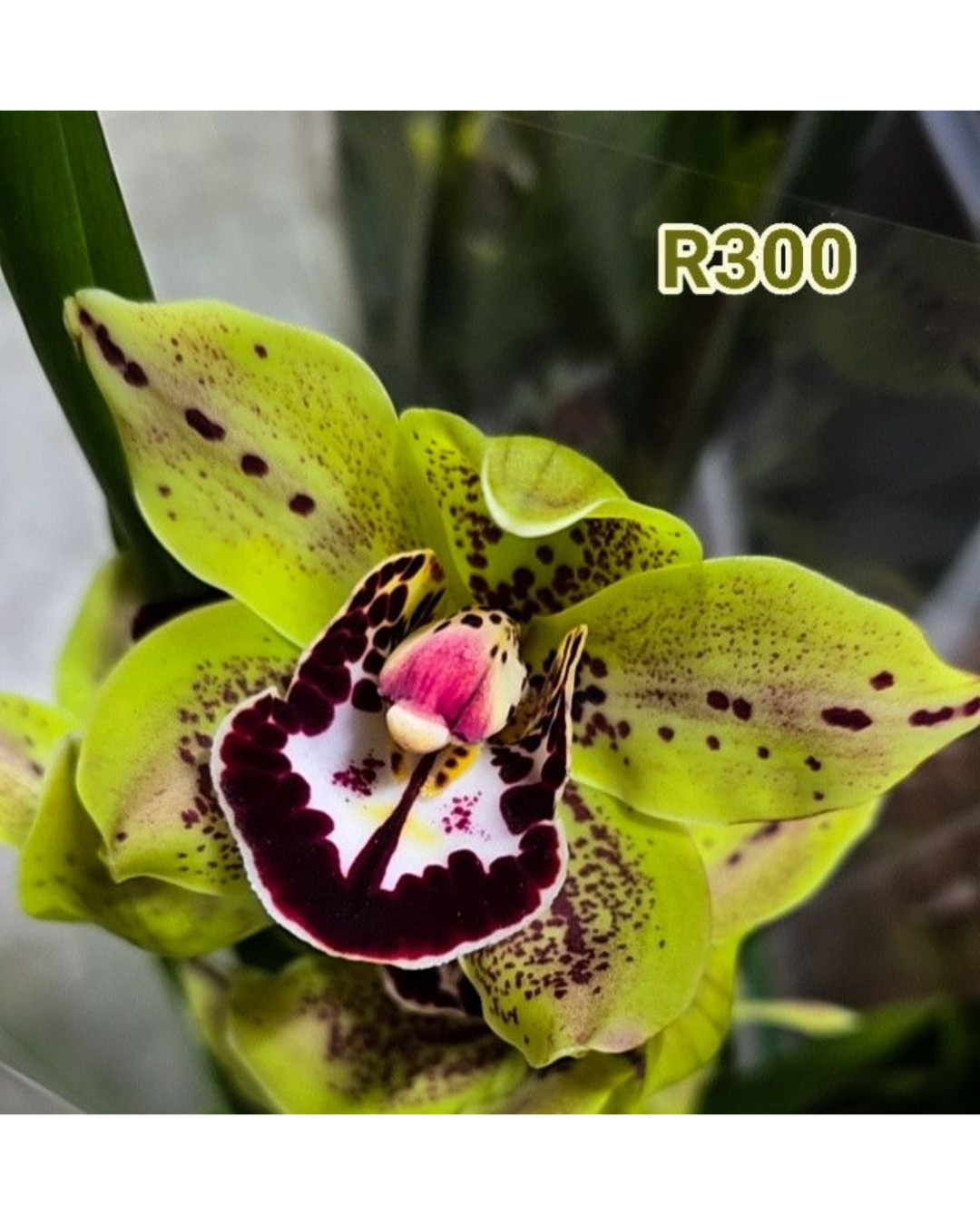 Design sem nome - 2026-02-13T170131.494