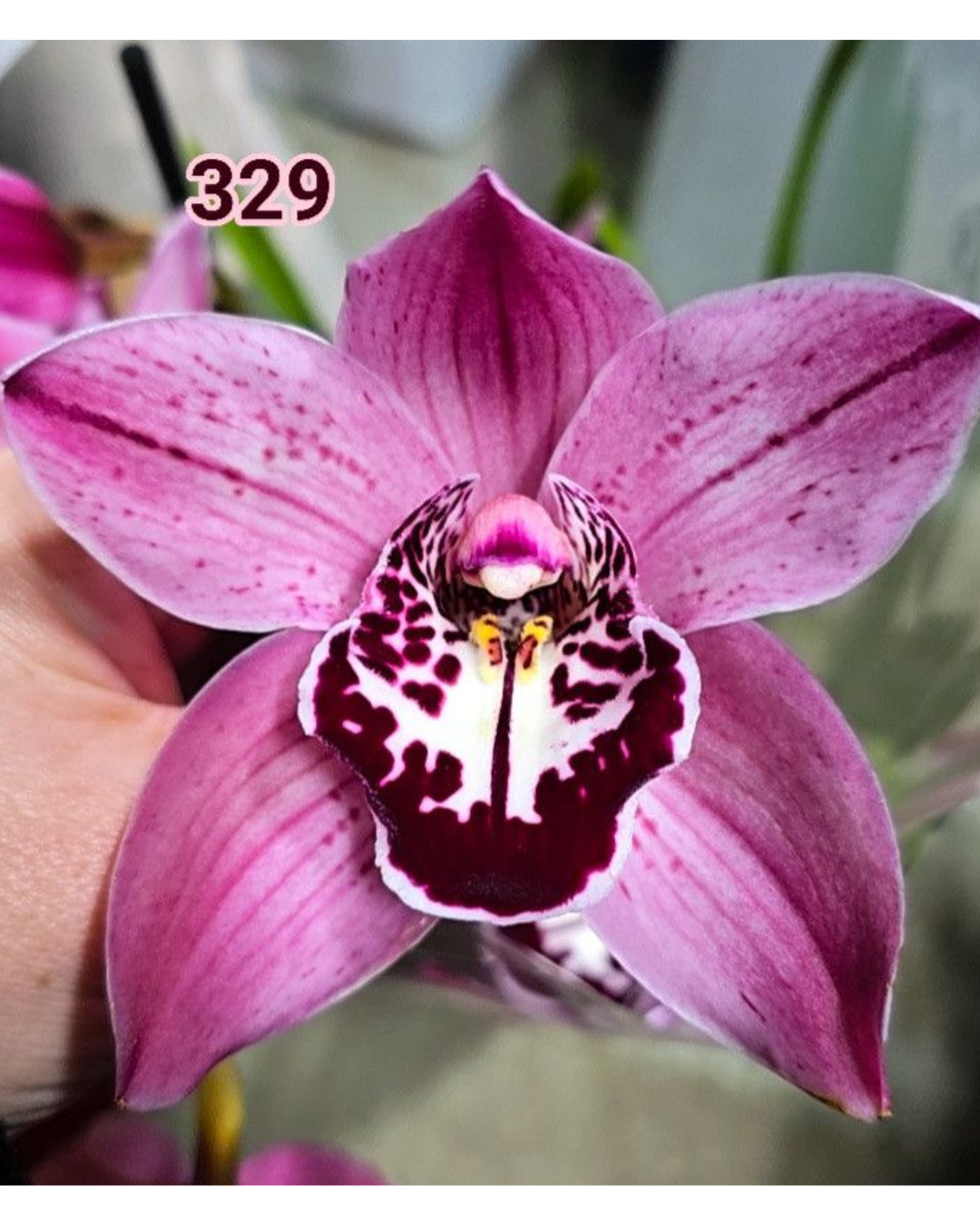 Cymbidium n 329