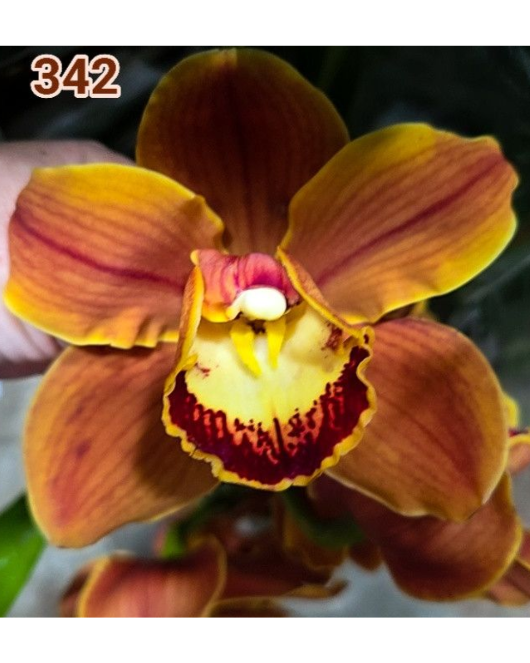 Design sem nome - 2026-02-13T175237.180