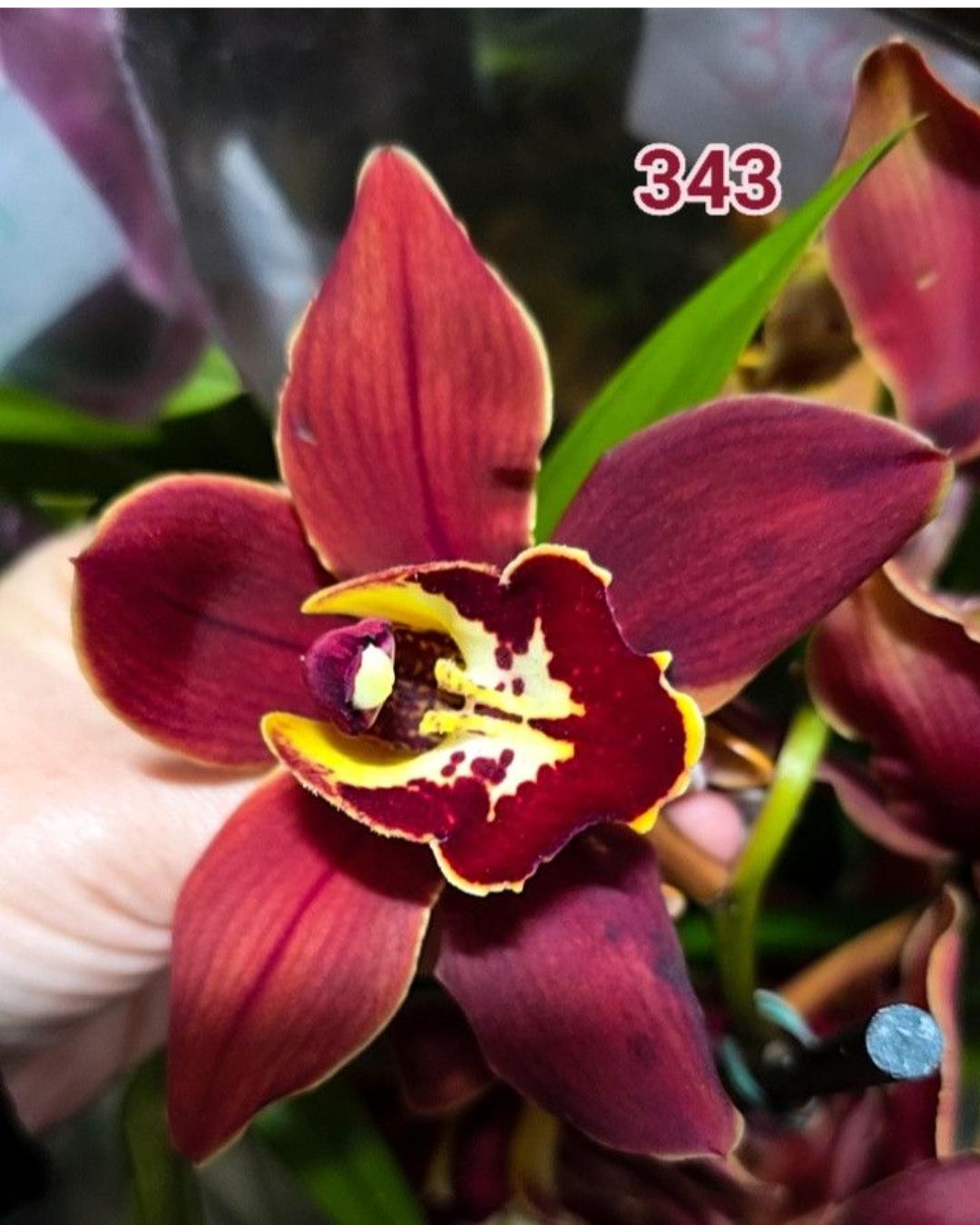 Design sem nome - 2026-02-13T175553.236