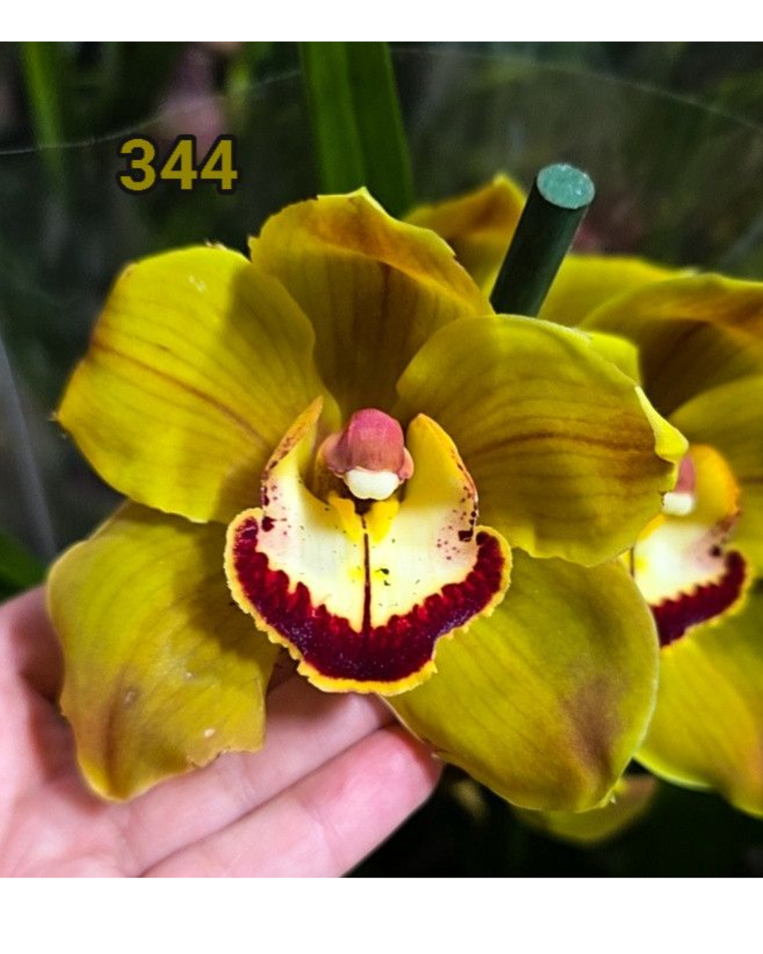 Design sem nome - 2026-02-13T175949.841