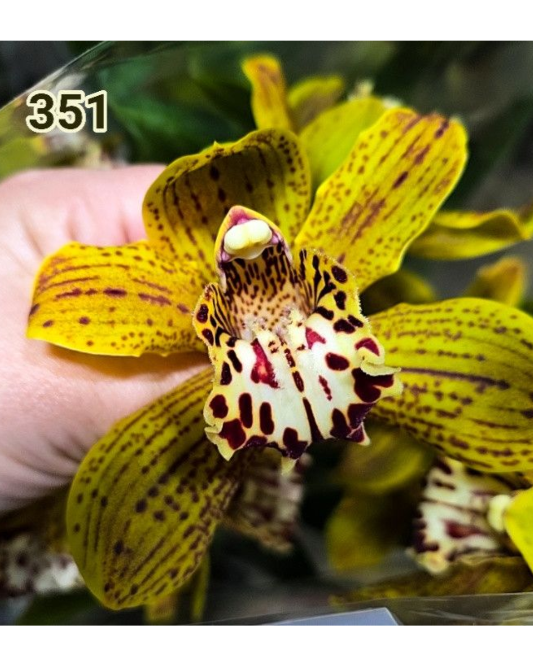 Design sem nome - 2026-02-13T180729.126