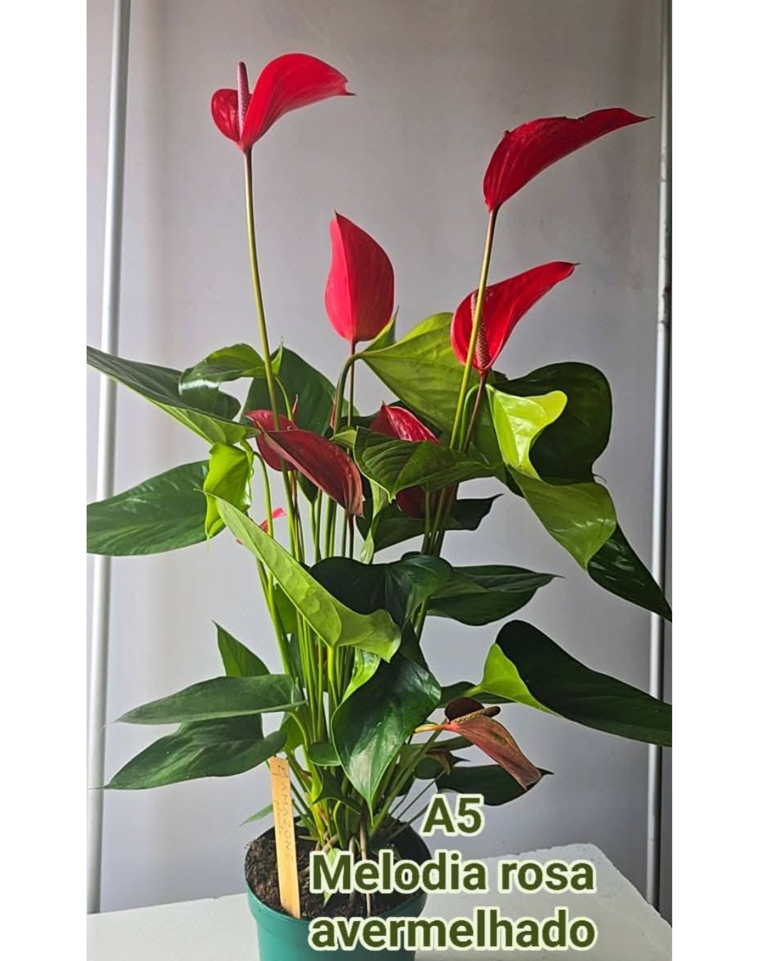 Design sem nome - 2026-02-20T175543.301