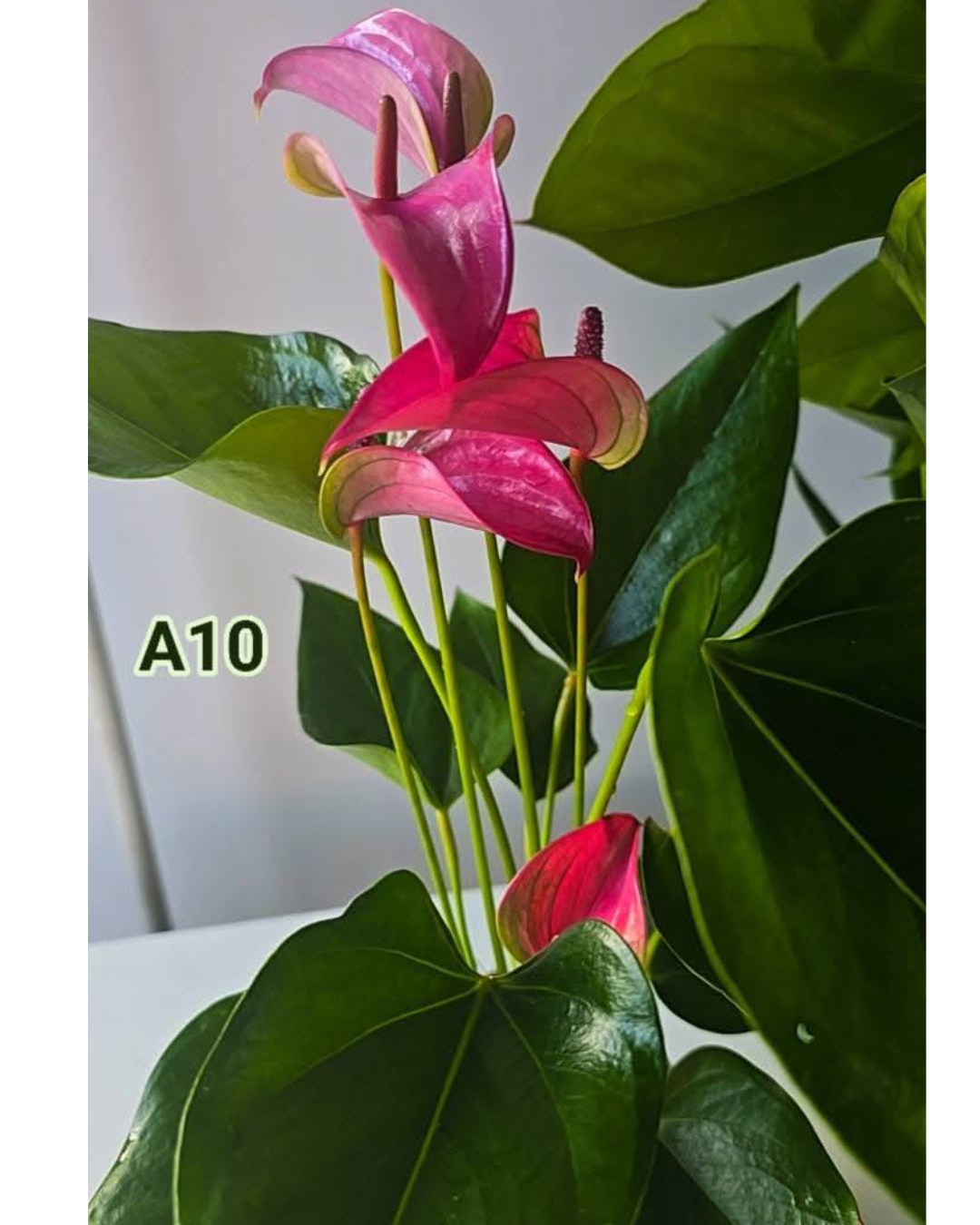 Design sem nome - 2026-02-20T180005.329