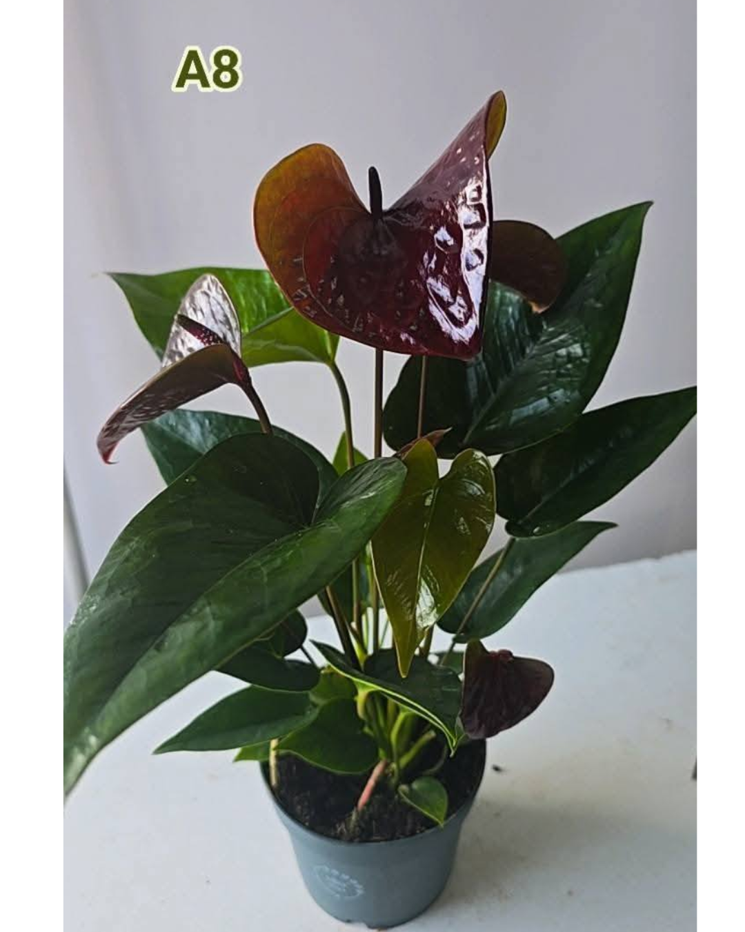 Design sem nome - 2026-02-20T180124.146