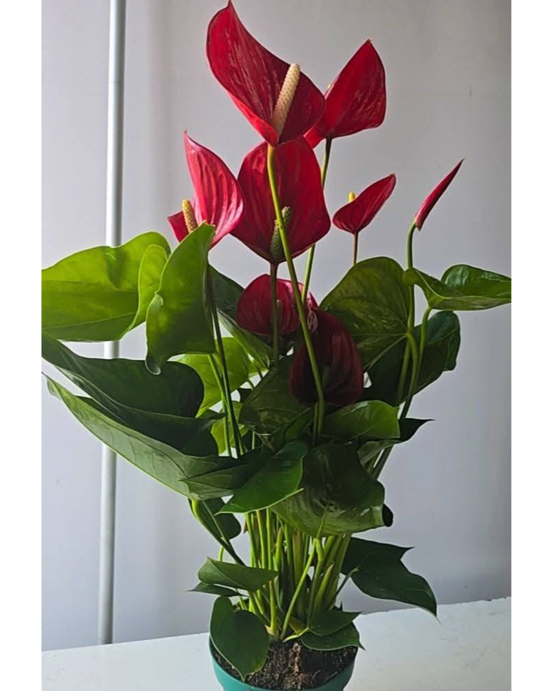 Design sem nome - 2026-02-20T180638.151