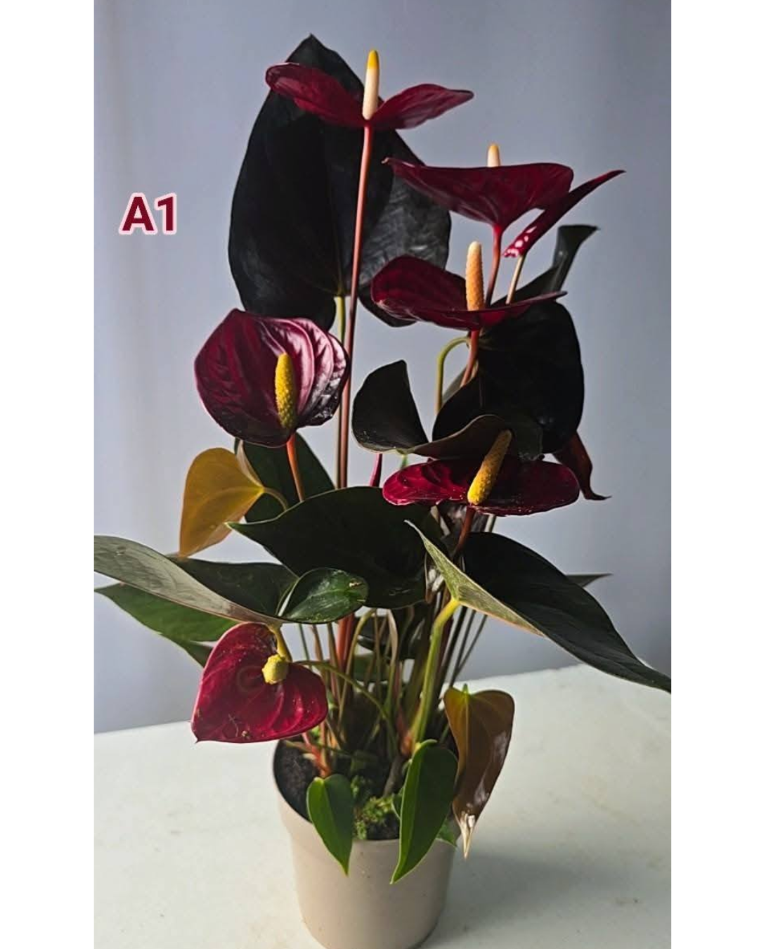 Design sem nome - 2026-02-20T180903.368