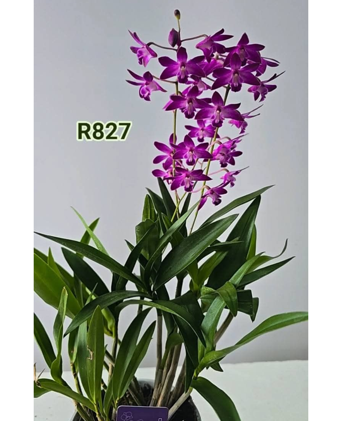 Design sem nome - 2026-02-20T181040.652