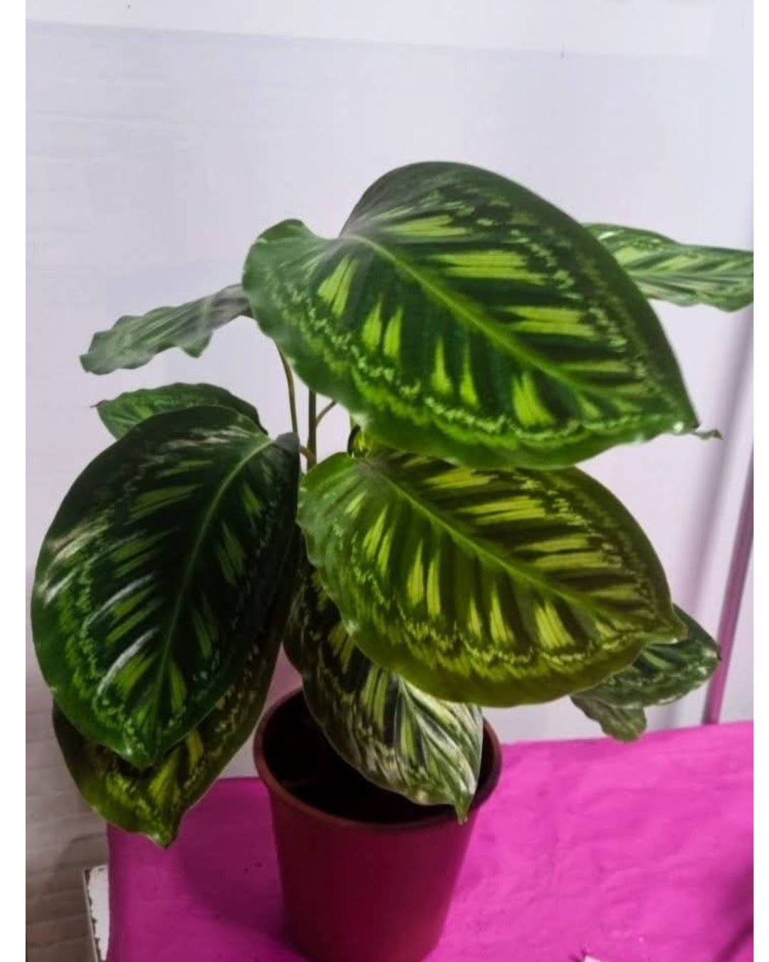 Design sem nome - 2026-02-20T181721.111