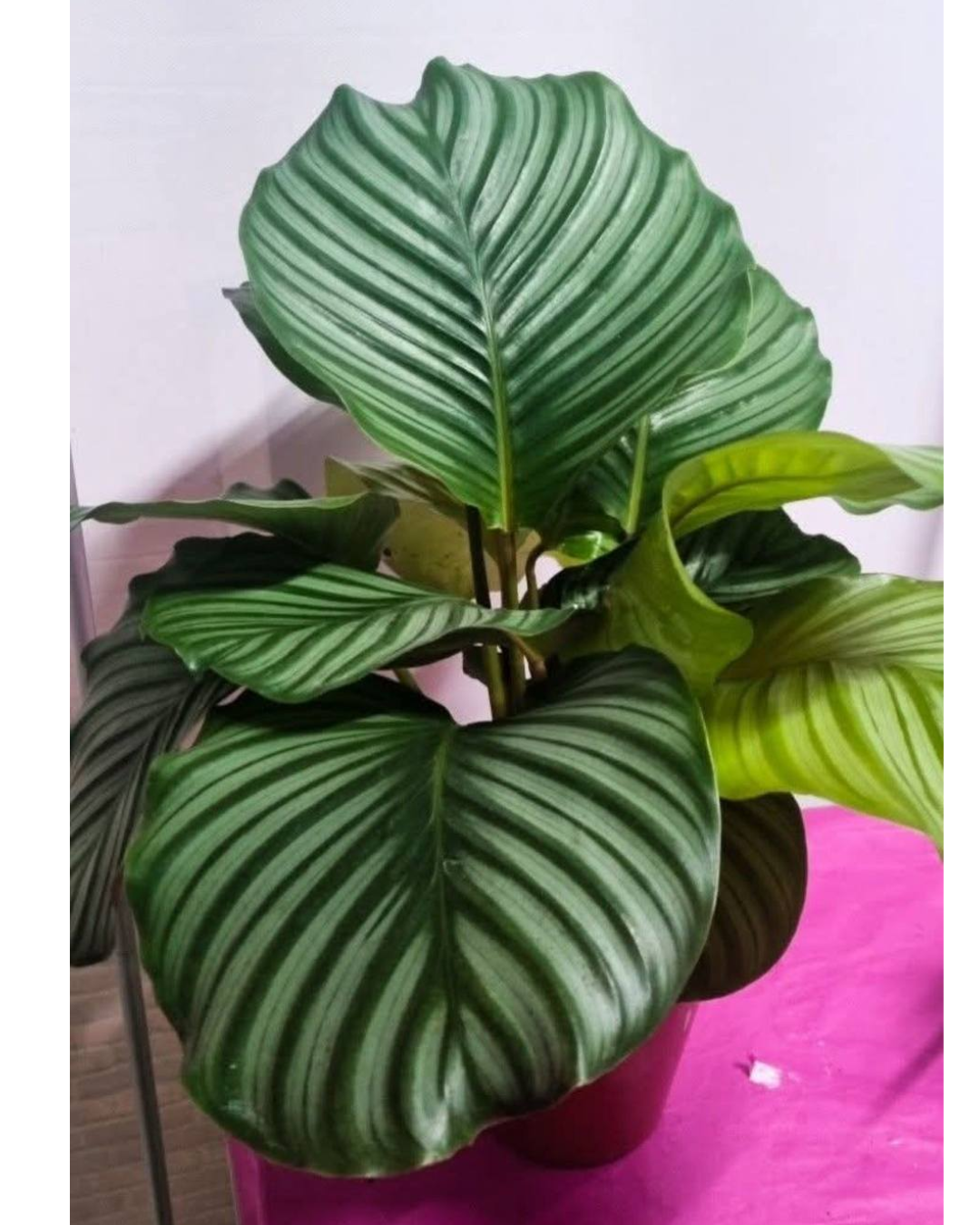 Design sem nome - 2026-02-20T181834.220