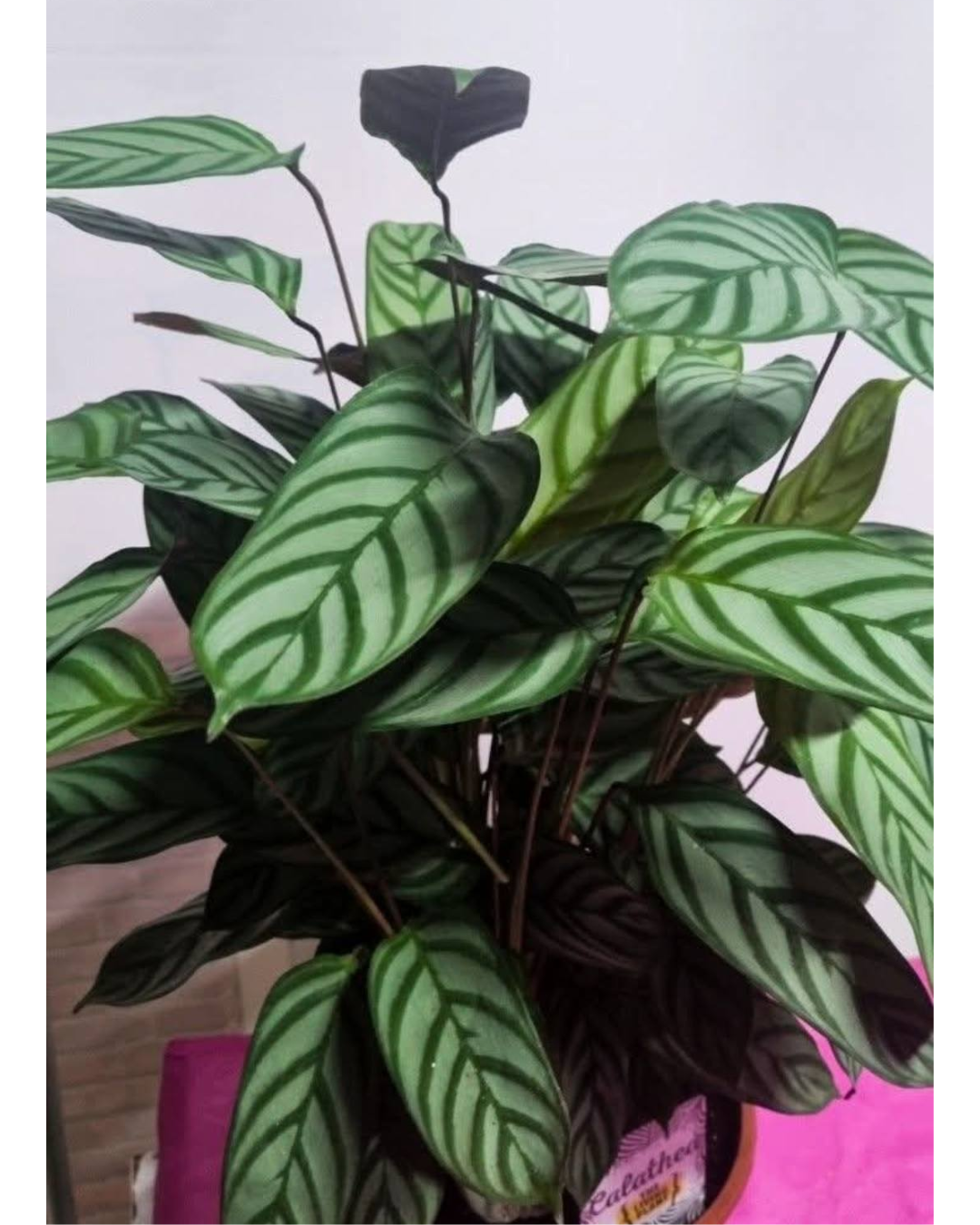 Design sem nome - 2026-02-20T181947.237