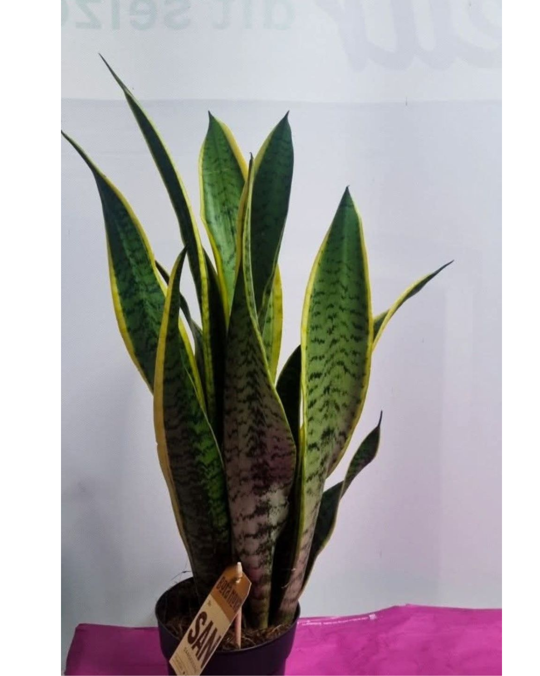 Design sem nome - 2026-02-20T182612.161