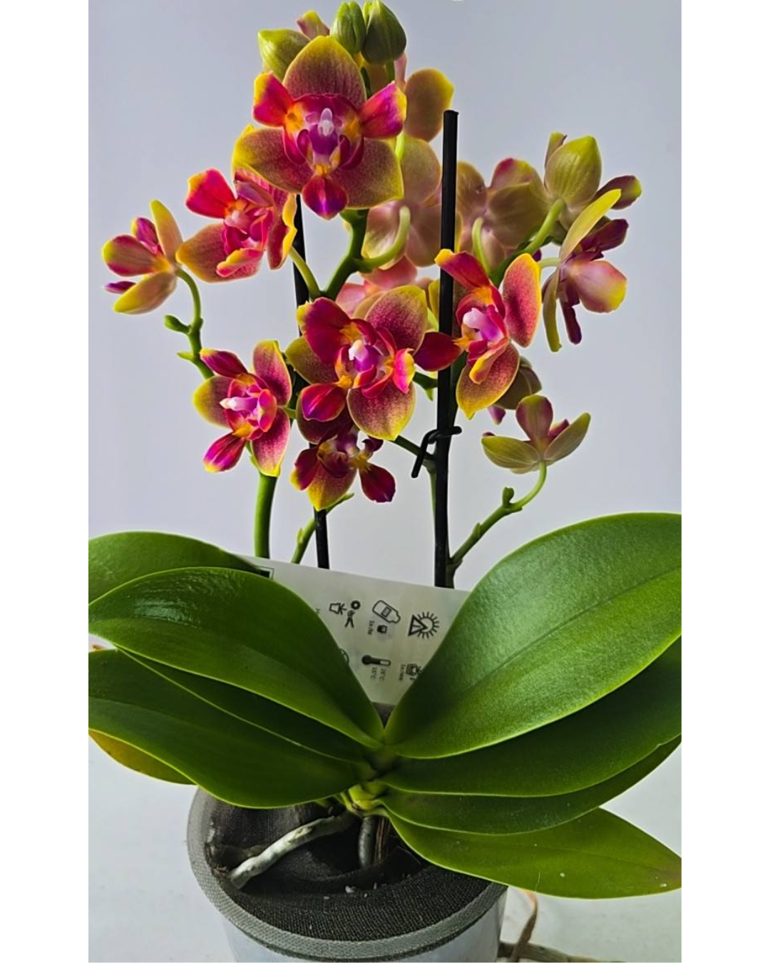 Design sem nome - 2026-02-20T183210.472