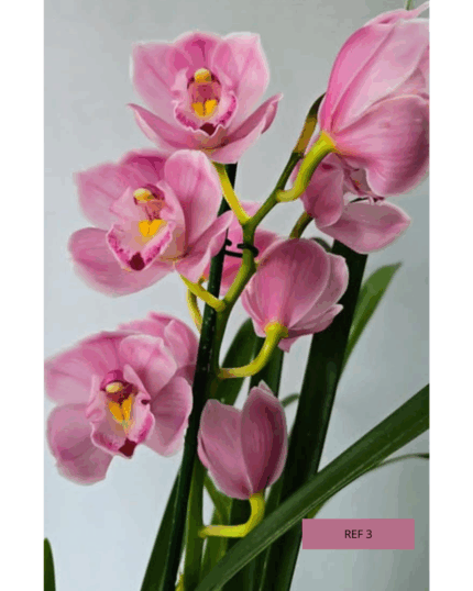 CYMBIDIUM N 3