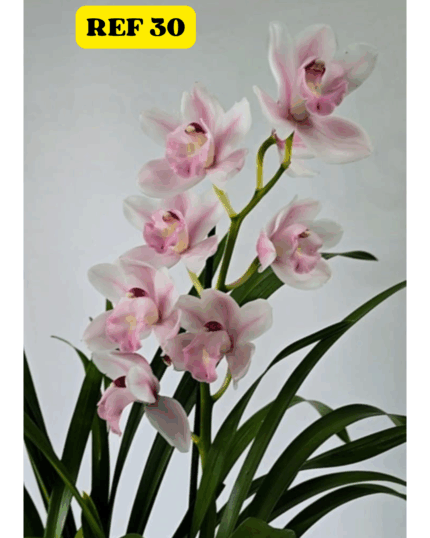 CYMBIDIUM N 30