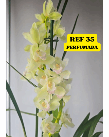 CYMBIDIUM N 35 PERFUMADO