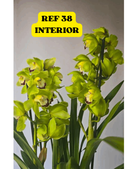 CYMBIDIUM N 38-ADPTO PARA INTERIOR PODE COLOCAR ( QUARTO-COZINHA-SALA-WC)