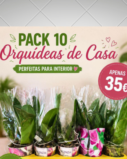 PACK 10 ORQUIDEAS DE CASA SEM FLOR
