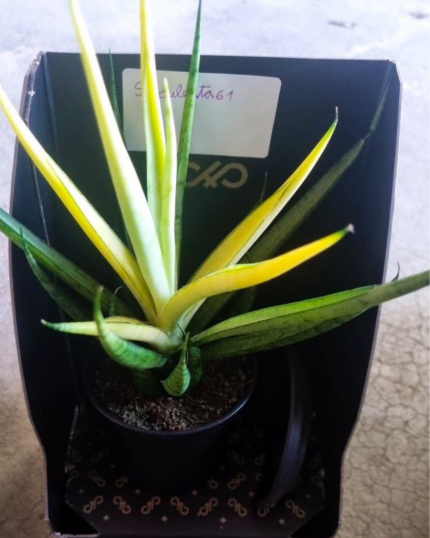 Sanseveria  61