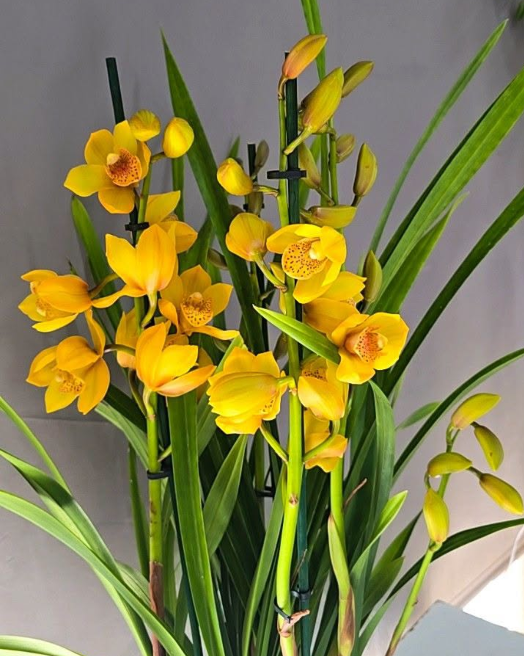 CYMBIDIUM DE COLECAO- Shinning yellow (1)