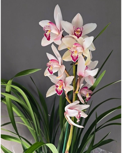 CYMBIDIUM PERFUMADO 504