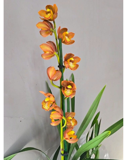 CYMBIDIUM 528