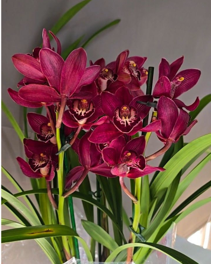 CYMBIDIUM 534 - 3HASTES