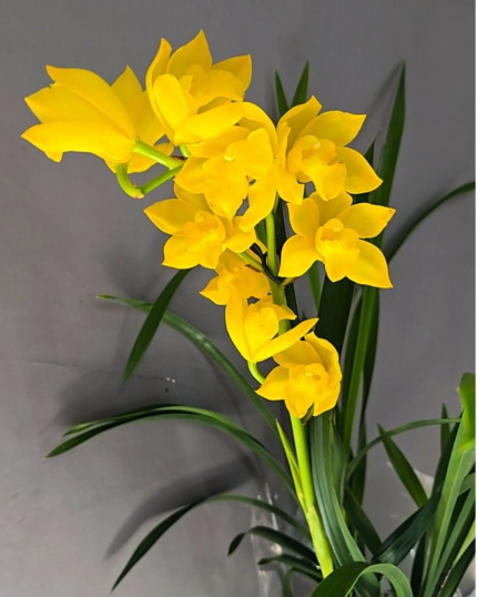 CYMBIDIUM DE COLECAO- Shinning yellow 1 HASTE