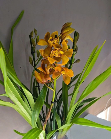 CYMBIDIUM DE COLECAO- RANSOM Apto para interior 3 HASTES -PERFUMADO