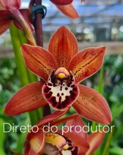 Cymbidium  sem flor torronti