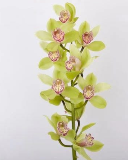 Cymbidium verde sem flor